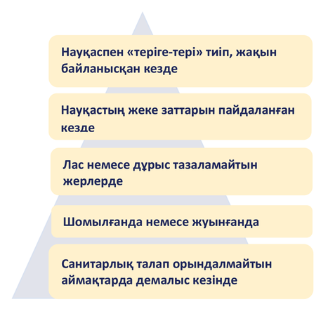 Жалаңаш кассия суреті